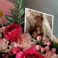 thumbnail image 3 of 3drose, Japan, Nagano, Jigokudani, Snow Monkeys-as15 Rti0455 - Rob Tilley, 1 Greeting Card with Envelope, 3 of 6