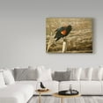 thumbnail image 3 of Trademark Fine Art 'Red Winged Blackbird' Canvas Art by Ron Parker, 3 of 3