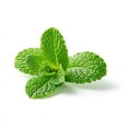 thumbnail image 6 of Essential Oxygen BR Organic Mouthwash, Alcohol-Free, Anticavity, Peppermint, 16 oz, 3 Pack, 6 of 8
