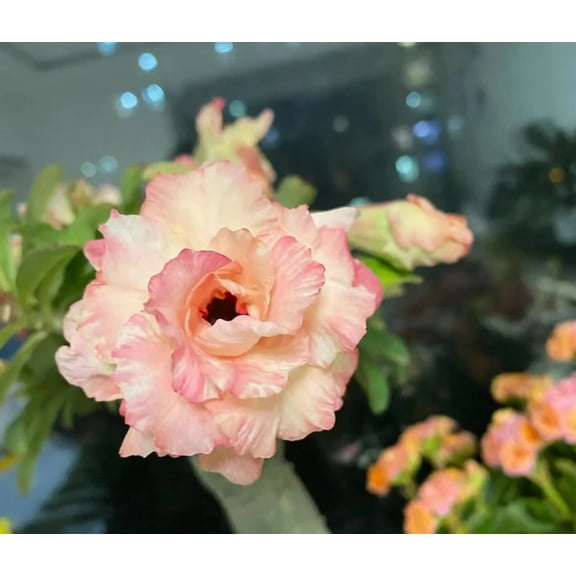 8 Peaches and Cream Desert Rose Seeds Adenium Obesum Flower Perennial Flowers Exotic 555