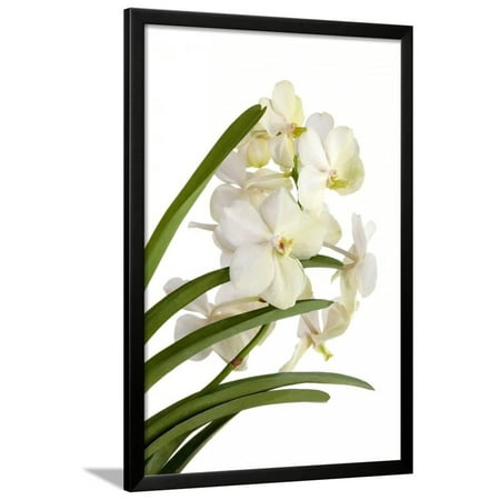 Ascocenda Princess Mikasa Framed Print Wall Art By Fabio