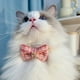 thumbnail image 2 of Xiao Hua Collar para gatos con hebilla ajustable y suave para perros pequeños o gatos (rosa, talla M), 2 of 4