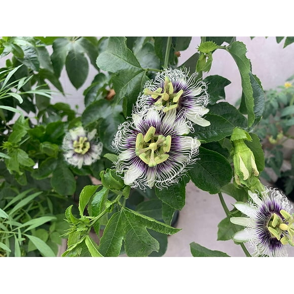 30+ Jardin de Fleurs de la Passion Rare Passiflora Incarnata Plantes en Pot