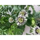 30+ Jardin de Fleurs de la Passion Rare Passiflora Incarnata Plantes en Pot – image 1 sur 3