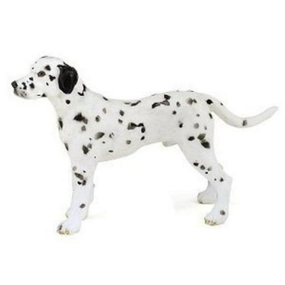Dalmation