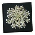 thumbnail image 2 of Gango Home Decor Queen Anne's Lace I by Jim Christensen (Ready to Hang); One 24x24in Hand-Stretched Canvas, 2 of 4