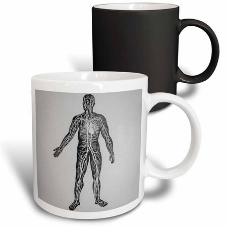 Vintage Glass Slide 3dRose Vintage Medical Study Glass Slide the Human Circulatory System 1900 - Magic Transforming Mug, 11-ounce ()