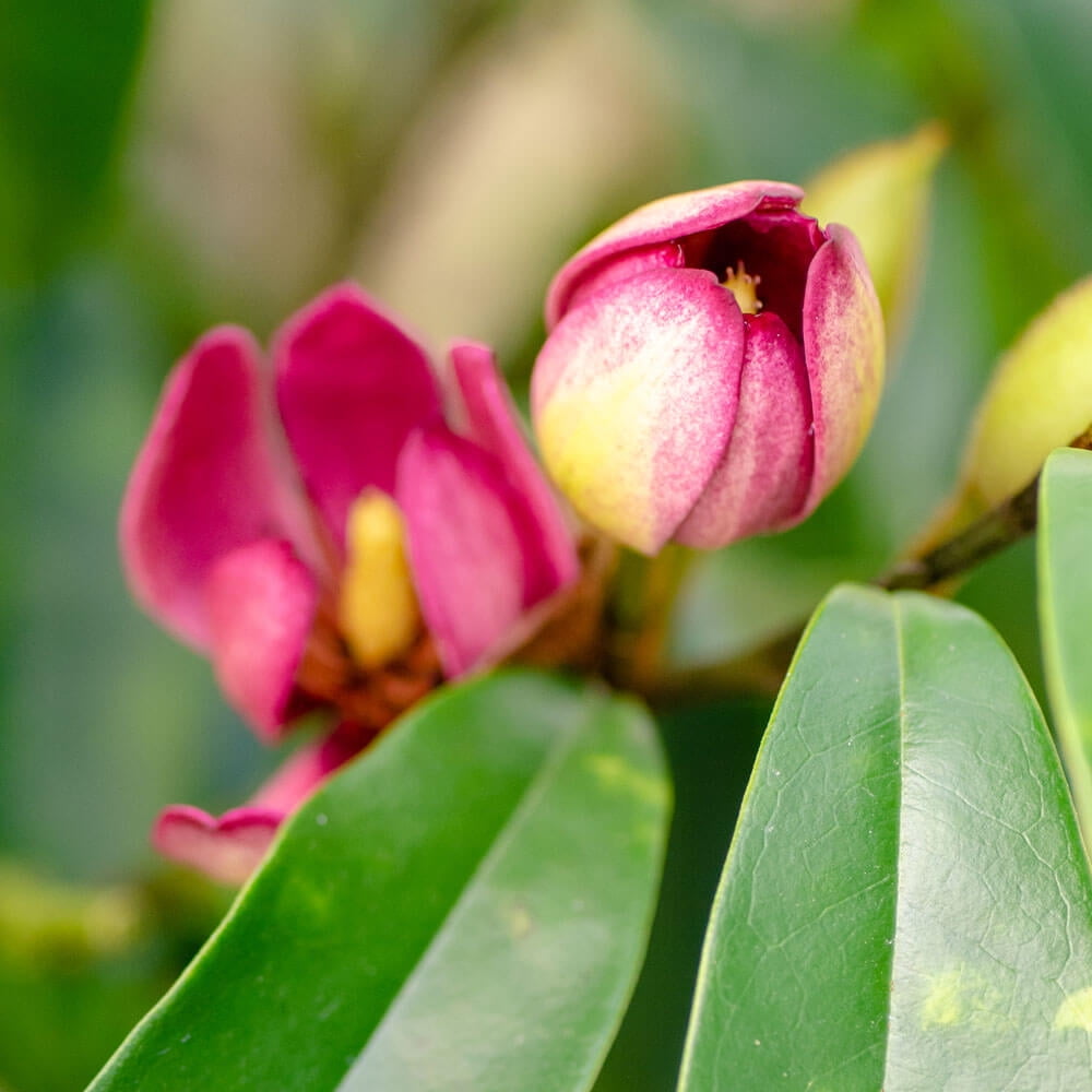 Southern Living Stellar Ruby Magnolia Live Shrub in 2-Gallon Grower Pot