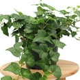 thumbnail image 3 of American Plant Exchange English Ivy Green, Live Plant, Medium Leaf, 6-Inch Pot, Vining Houseplant, 3 of 7