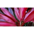 thumbnail image 5 of Ti Plant-Assorted-Deer Resistant  6" Pot, 5 of 20