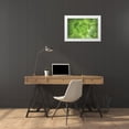 thumbnail image 4 of Karyn Millet 4x24 White Modern Wood Framed Wall Art Titled - Succulent I, 4 of 5