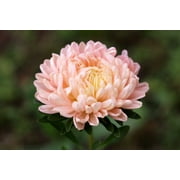 Seedville 30 Duchess Apricot Paeony Aster Plant Seeds