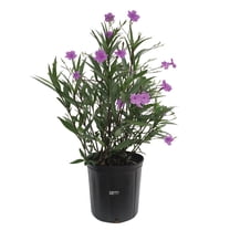 Nature's Way Farms Ruellia Purple (18-24 inches tall) in growers pot