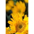 thumbnail image 3 of Berzel, Erin 17x24 Black Modern Framed Museum Art Print Titled - Yellow Sunflowers, 3 of 5