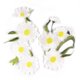 thumbnail image 1 of CHAO 2 parches bordados, pegatinas bordadas para coser para ropa, mochilas, vaqueros, sombreros, reparación y decoración, 1 of 5