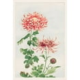 thumbnail image 2 of Morikaga, Megata 23x32 Black Ornate Wood Framed with Double Matting Museum Art Print Titled - Kiku or chrysanthemum, 2 of 4