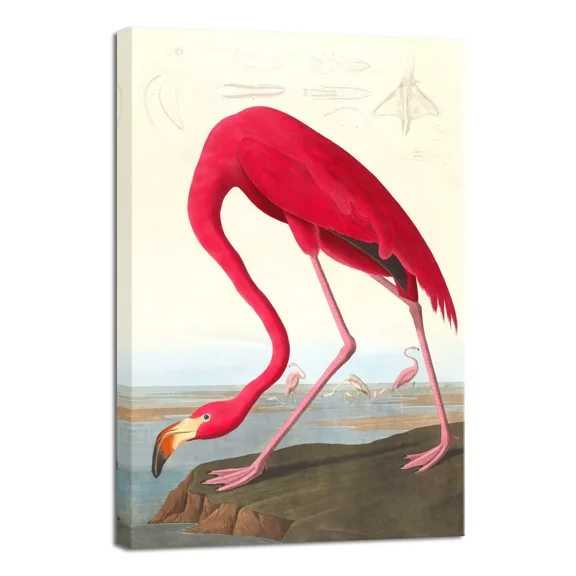 Canvas Print Wall Art American Flamingo By John James Audubon Reproduction Art
