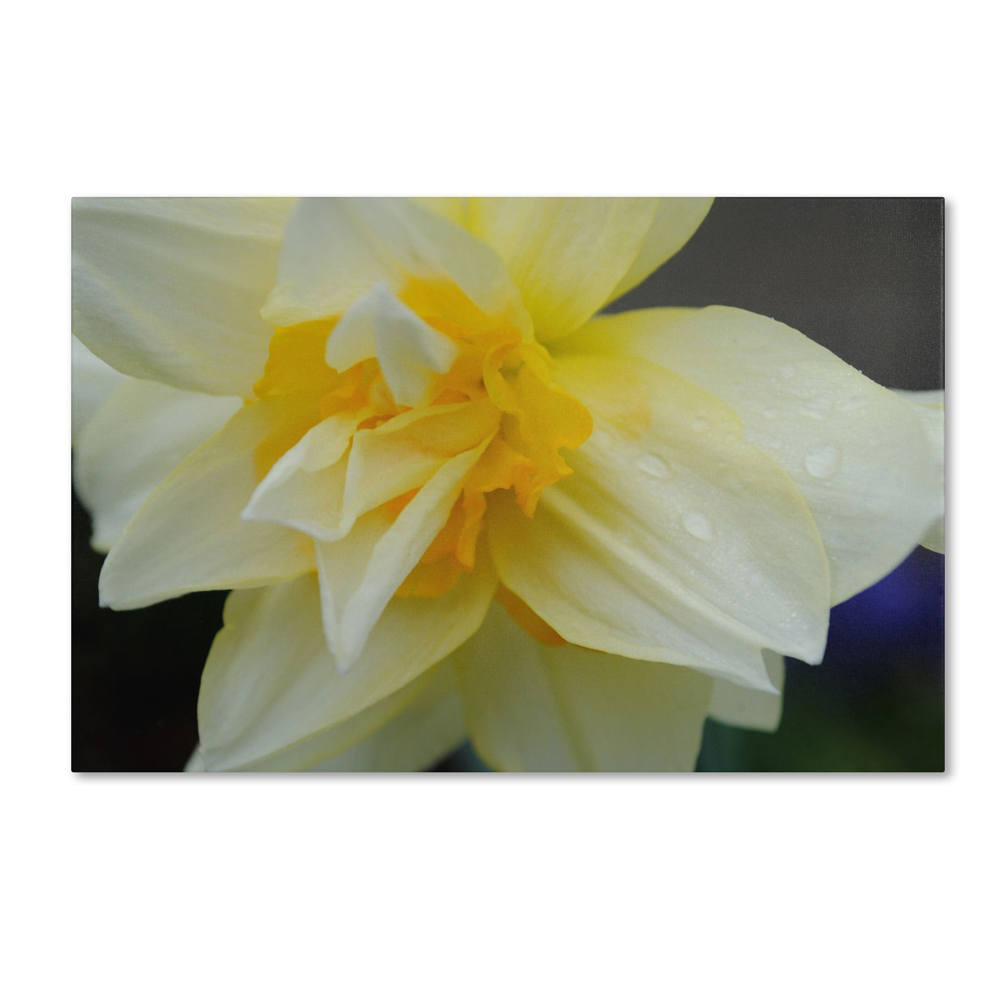 Trademark Fine Art "Sparkling Truth" Canvas Art by Monica Fleet