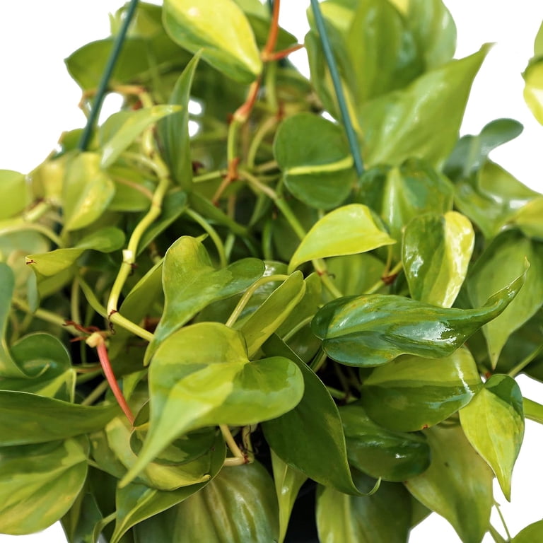 buy heart shaped philodendron 2-PK of Heart Leaf Philodendron (2 Count), Philodendron cordantum in 3 –  Wonderland Flora main image 1