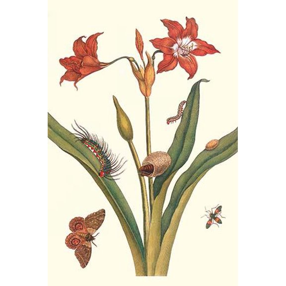Nocturnal Moth Caterpillar on a Barbados Lilly & a Coreidae Bug-Fine Art Canvas Print (20" x 30")