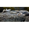 thumbnail image 2 of Jaynes Gallery 14x9 Black Ornate Wood Framed with Double Matting Museum Art Print Titled - Harbor Seals Napping on the Rocks-beach at Bandon-Oregon, 2 of 4