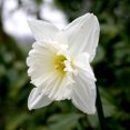 thumbnail image 4 of Mount Hood Daffodil Flower Bulbs - 5 Bulbs per Pack - Deer Resistant - Good as Cut Flowers - Grows Well In Containers - Perennializing - Grow Indoors or Outdoors – Easy to Grow Live Plant Garden, 4 of 6