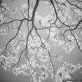 thumbnail image 3 of Peck, Gail 12x12 Black Modern Framed Museum Art Print Titled - Blossoms on Gray I, 3 of 5