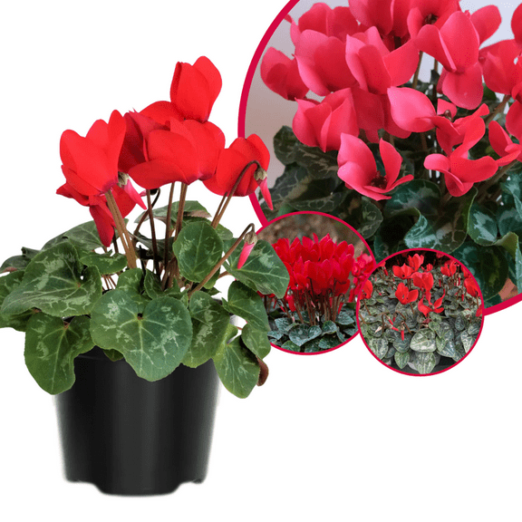 Red Cyclamen Plant Live 4-8'' Tall, Vibrant Flowering Houseplant Potted Plant, Indoor or Patio Display