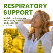 (2 Pack) Mulittea Mullein Leaf Capsules - Herbal Dietary Supplement for Lung Detox & Healthy Breath - 240 Capsules