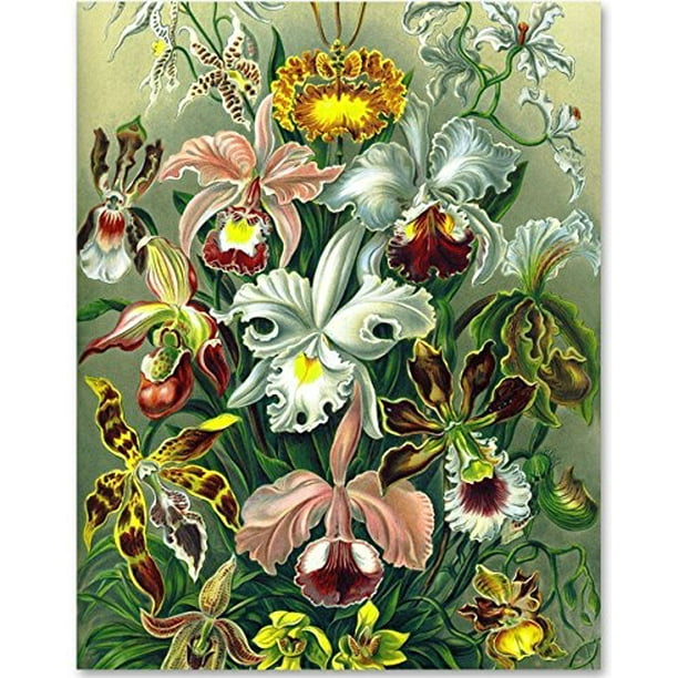 Orchid Botanical Print Ernst Haeckel 11x14 Unframed Art Print Great Gift For Nature Lovers Or Wall Decor For Your Home Walmart Com Walmart Com