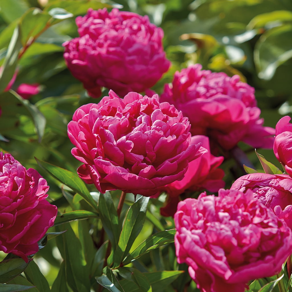 Van Zyverden Peonies Sarah Bernhardt Set of 5 Plant Roots Pink