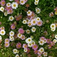 thumbnail image 3 of Erigeron Seeds - Karvinskianus Santa Barbara Daisy Flower Seed - 2000 Seeds, 3 of 5