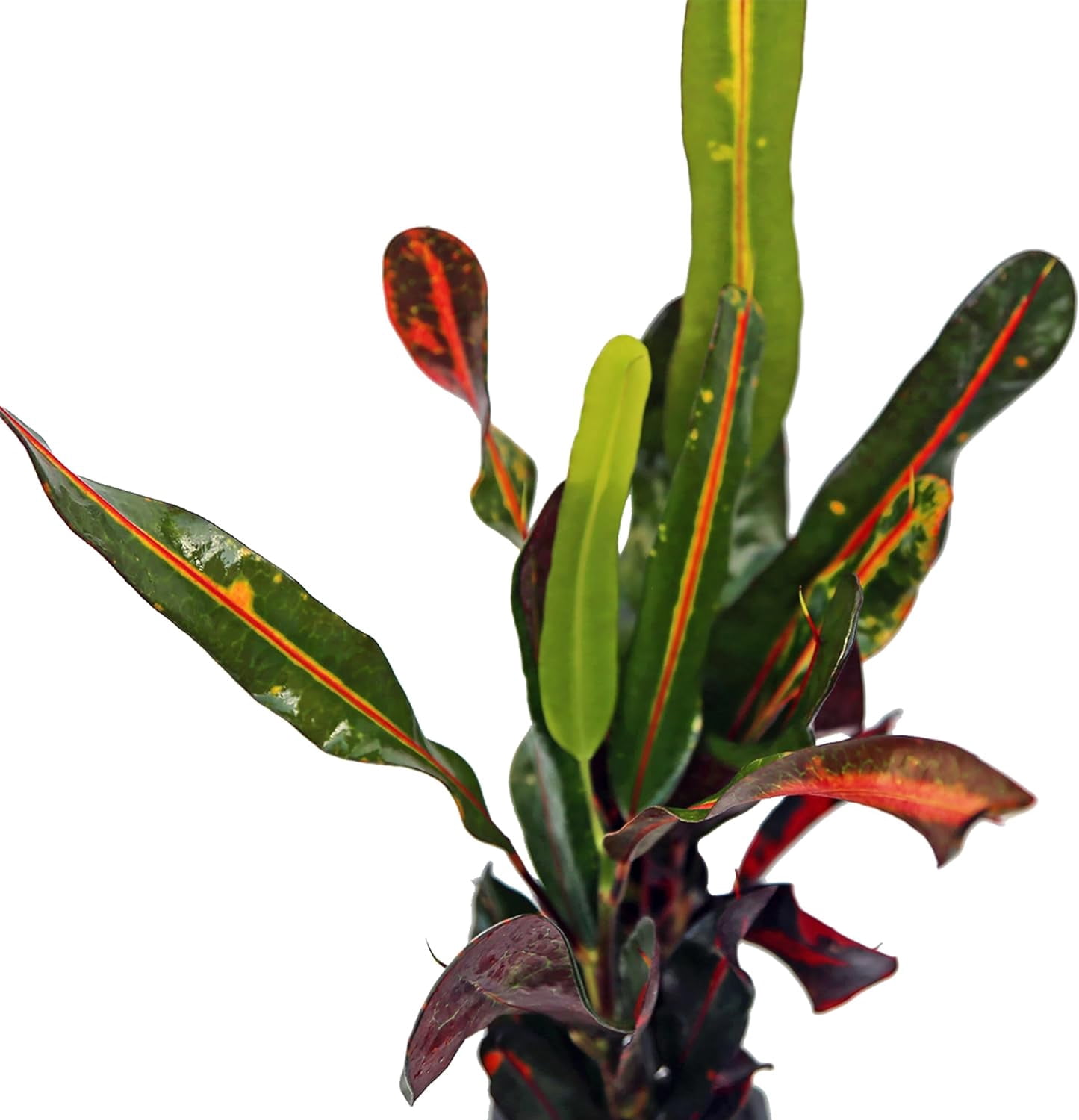 6 Pack Mammy Croton Live Plant Bundle in 3 Inch Pots, Codiaeum Variegatum Indoor Foliage Houseplants for Home or Garden