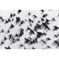 thumbnail image 3 of Yushina, Marina 24x17 Black Modern Framed Museum Art Print Titled - Birds, 3 of 5