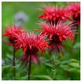 thumbnail image 1 of Everwilde Farms - 1/4 lb Red Bee Balm Native Wildflower Seeds - Gold Vault Bulk Seed Packet, 1 of 3