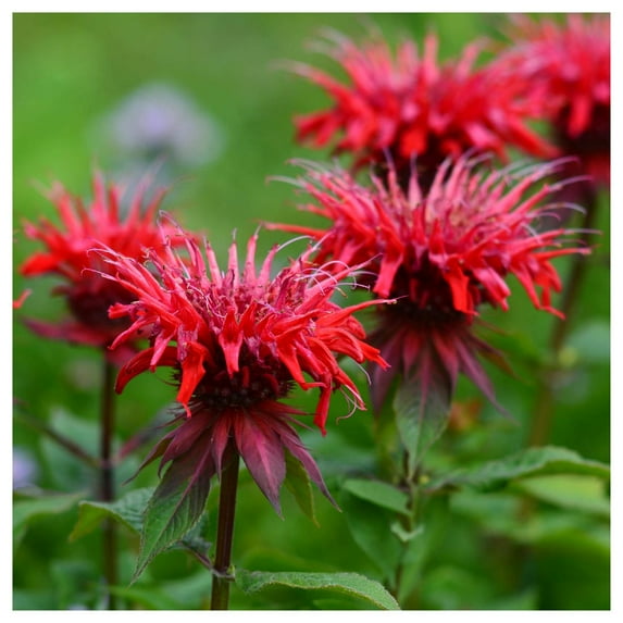 Everwilde Farms - 1/4 lb Red Bee Balm Native Wildflower Seeds - Gold Vault Bulk Seed Packet