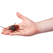 Robo Alive Electronic Crawling Cockroach Battery-Powered Robotic Toy by ZURU - Electronic Pet