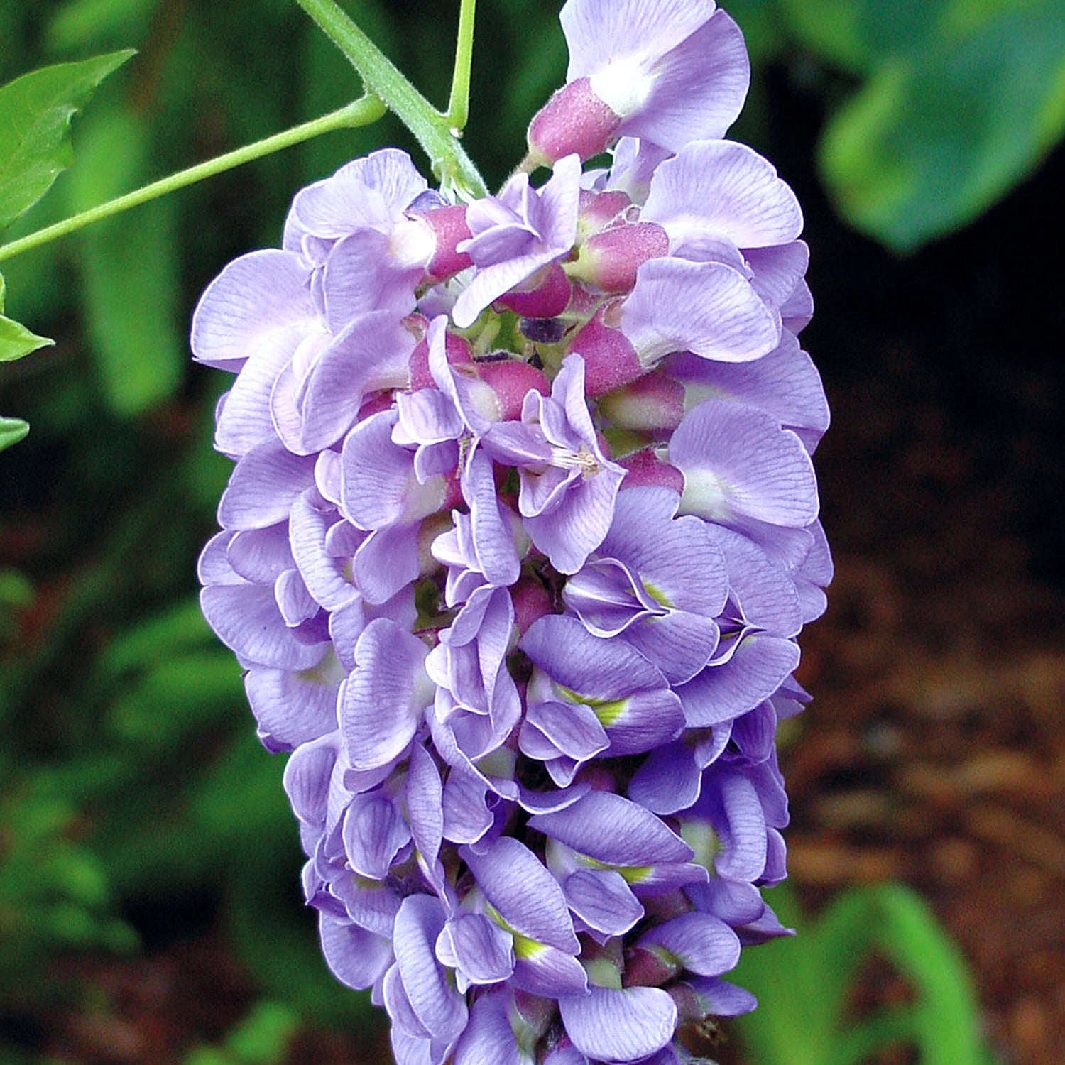 Expert Gardener Amethyst Falls Wisteria Vine, 2.5 Gallon - Lavender-Purple, Sun Exposure Needs: Full Sun or Partial Shade