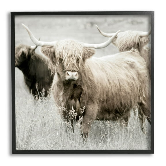 Stupell Industries Highland Cattle Country Meadow Photograph Black Framed Art Print Wall Art, Design by Danita Delimont