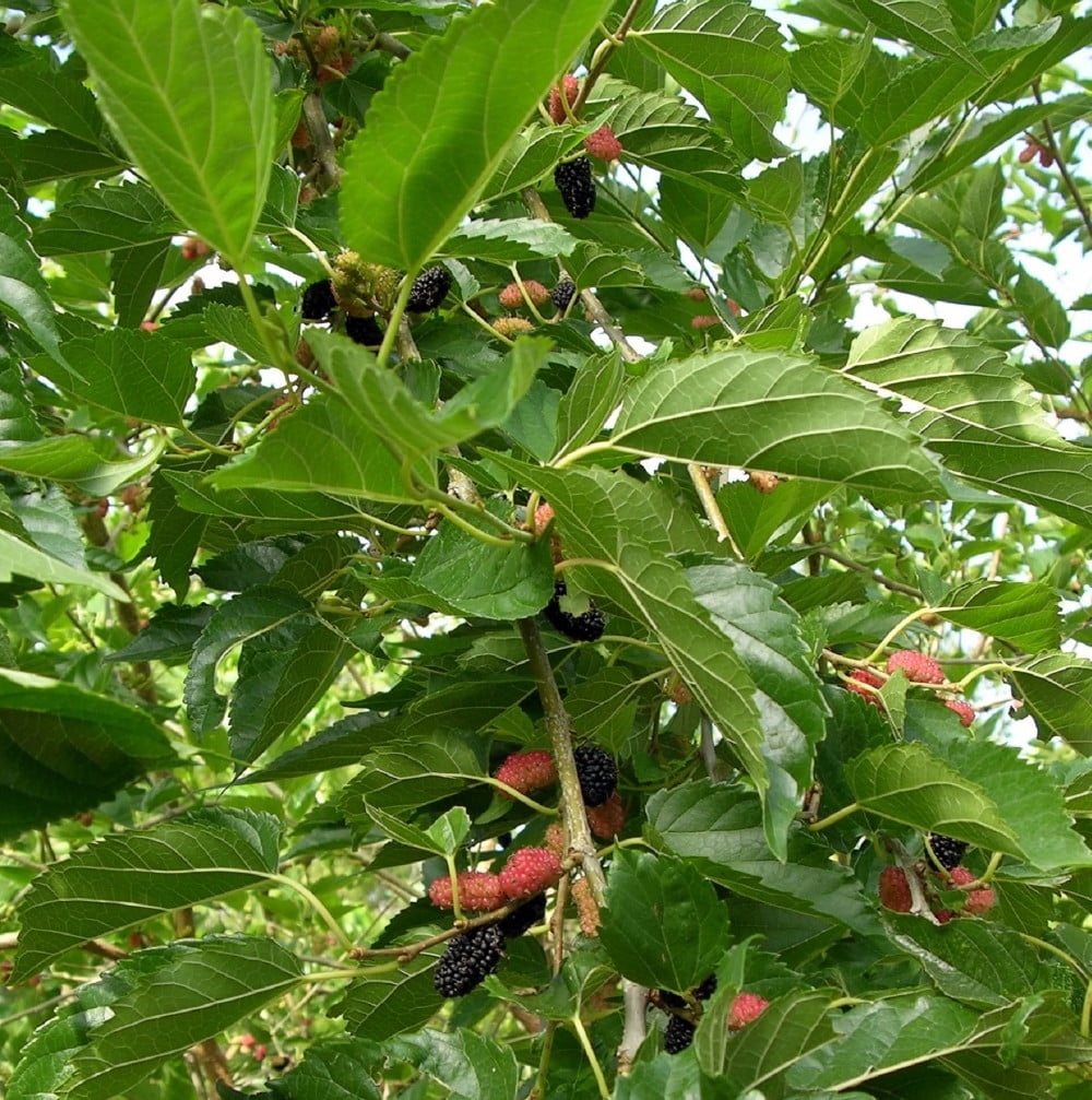 Dwarf Everbearing Mulberry Plant - Morus nigra - Sweet Fruit - 4" Pot
