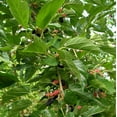 thumbnail image 4 of Dwarf Everbearing Mulberry Plant - Morus nigra - Sweet Fruit - 4" Pot, 4 of 4