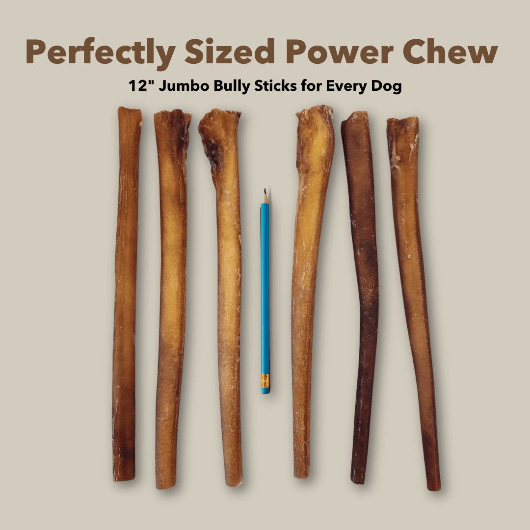 12" Jumbo Bully Sticks Display Box (30 ct) with Individual UPC Tags - 100% All Natural Beef