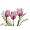 thumbnail image 2 of Koetsier, Albert 24x19 White Modern Wood Framed Museum Art Print Titled - Vibrant Grouped Tulips, 2 of 4