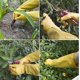 thumbnail image 2 of Long Gardening Gloves For Women, Arms El Protective, Thorn Proof Pruning Garden Gloves With Extra Long Forearm Protection Garden Work Gloves, 2 of 4