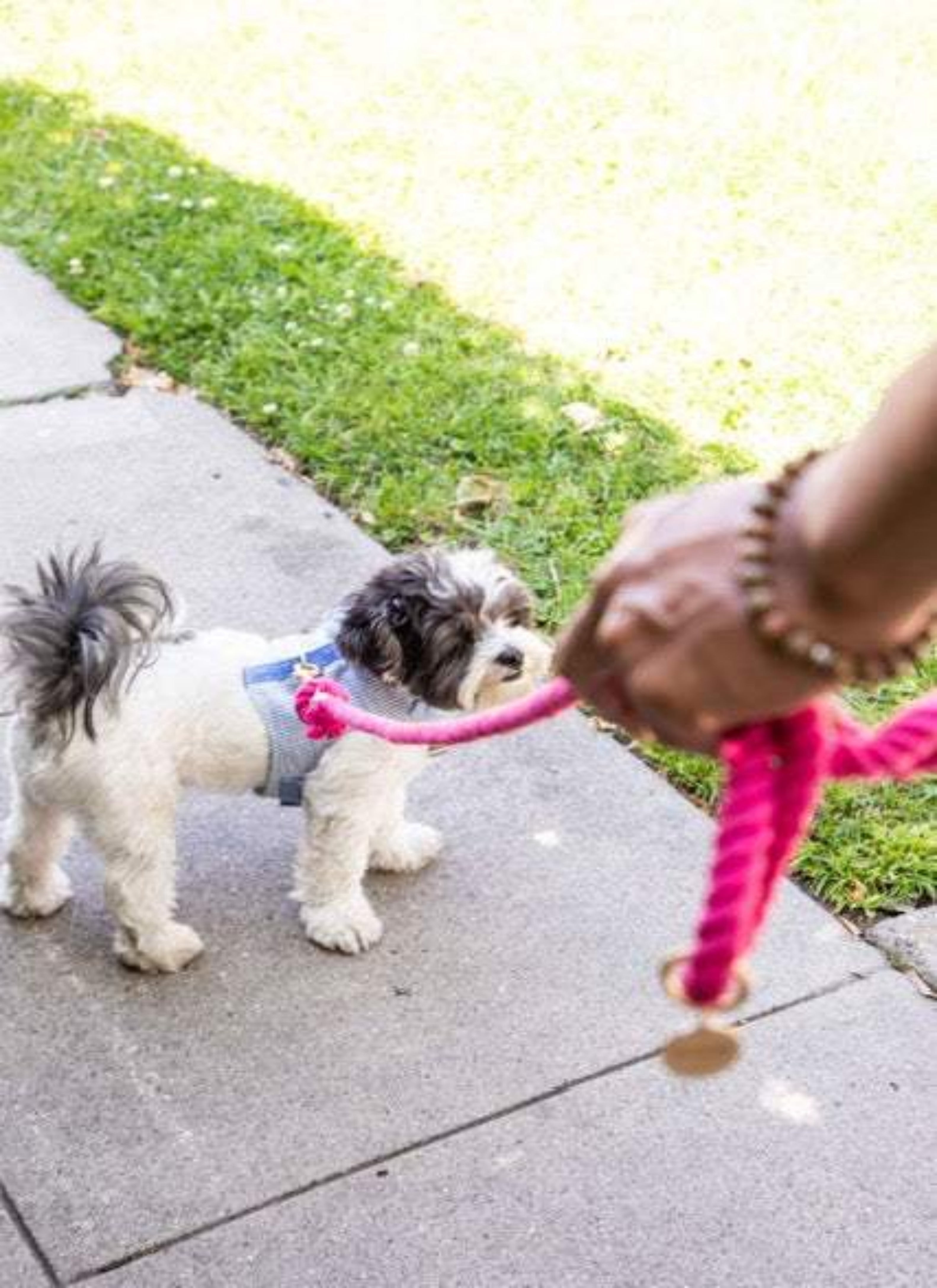 Dark Pink Boho Chic Style Dog Leash - Glow Pups