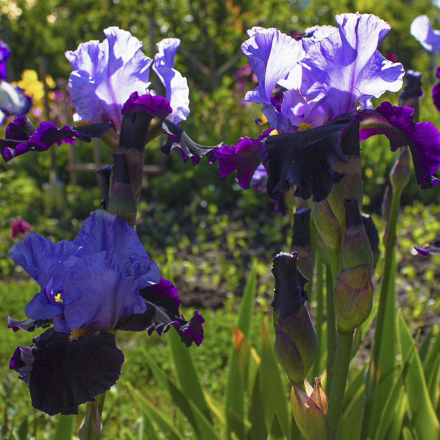 Expert Gardener Bearded Iris Dangerous Mood Plant Bulbs (1 Dormant Bulb)
