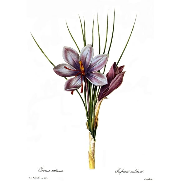 Botany: Saffron. /N(Crocus Sativus). Engraving After A Painting By Pierre Joseph Redout_ For His 'Choix Des Plus Belles Fleurs,' Paris, 1833. Poster Print by  (18 x 24)