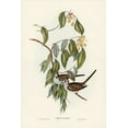 thumbnail image 2 of Gould, John 11x14 Gold Ornate Wood Framed with Double Matting Museum Art Print Titled - Greaceful Ground Dove-Geopelia cuneata, 2 of 4