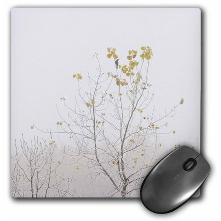 3dRose Rusty Blackbird (Euphagus carolinus) migration stop on trembling aspen (Populus tremuloides), Mouse Pad, 8 by 8 (Best Way To Stop Mice)