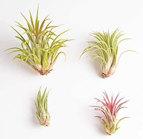 Shop Succulents 5-Pack Purifying Live Indoor Air Plants Bromeliad Collection Hand Selected Variety of Tillandsia Ionantha 
